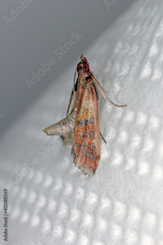 Indian mealmoth or Indianmeal moth Plodia interpunctella of a pyraloid moth of the family Pyralidae is common pest of stored products and pest of food in homes photo