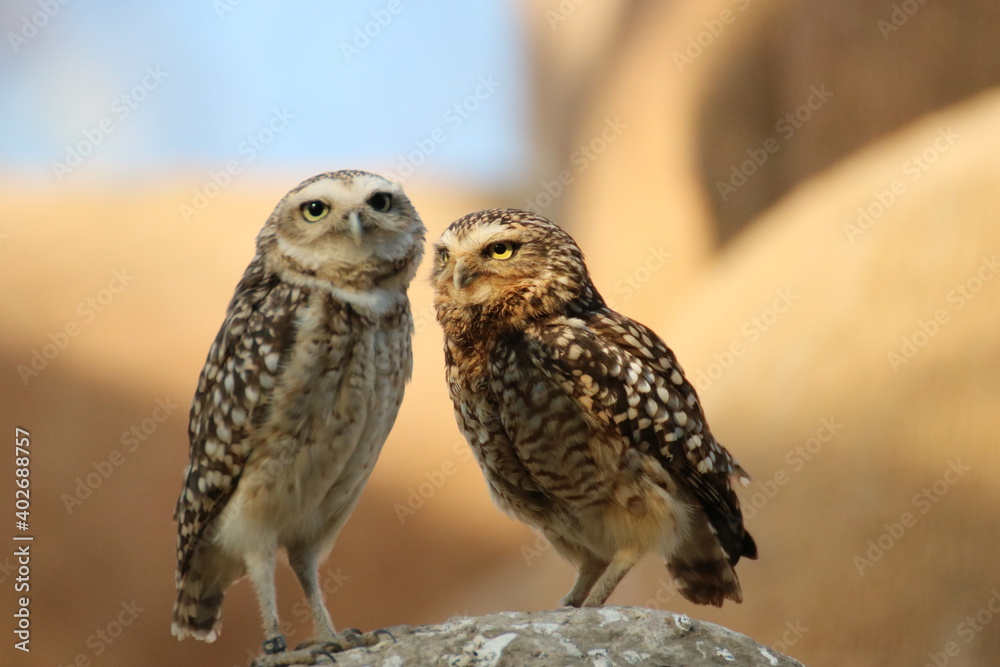 Owl in pairs Owl in pairs