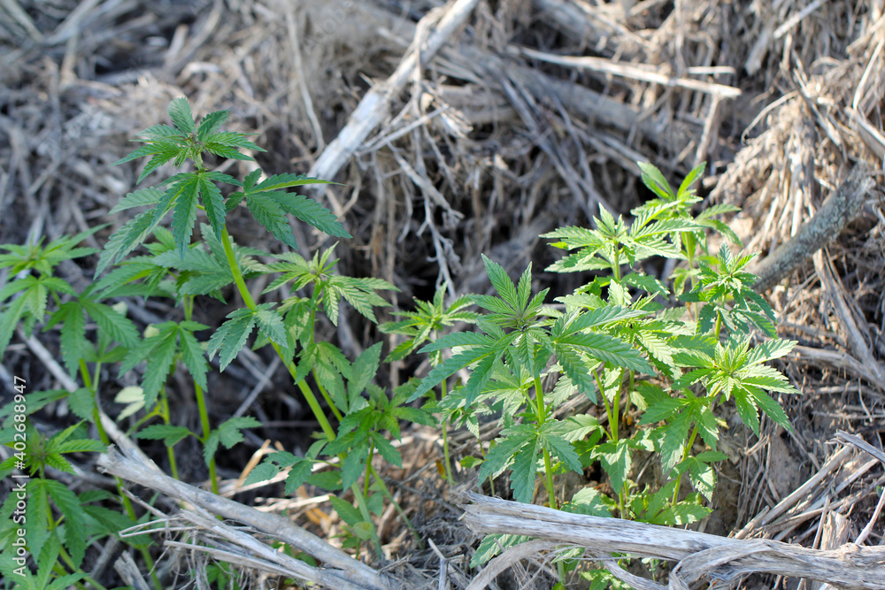Fresh agricultural hemp grows in the countryside