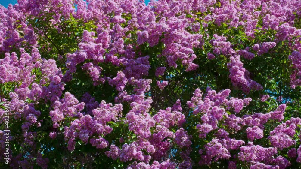 Magenta flower background 