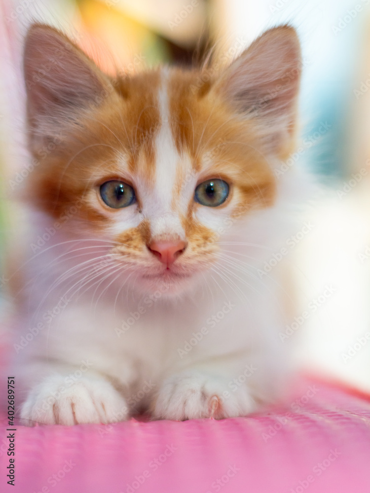 close up portrait of orange kitten with blue eyes
