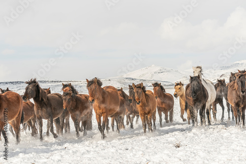 Fototapeta Naklejka Na Ścianę i Meble -  Many horses run in winter snow field with cowboy and dogs
