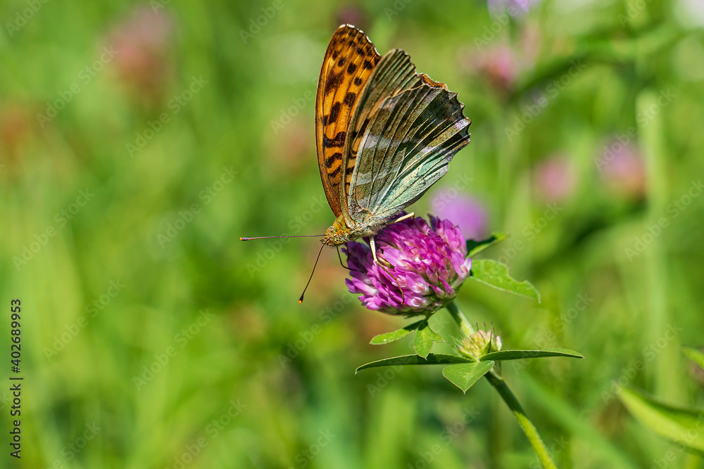 Obraz premium farfalla su fiore di trifoglio