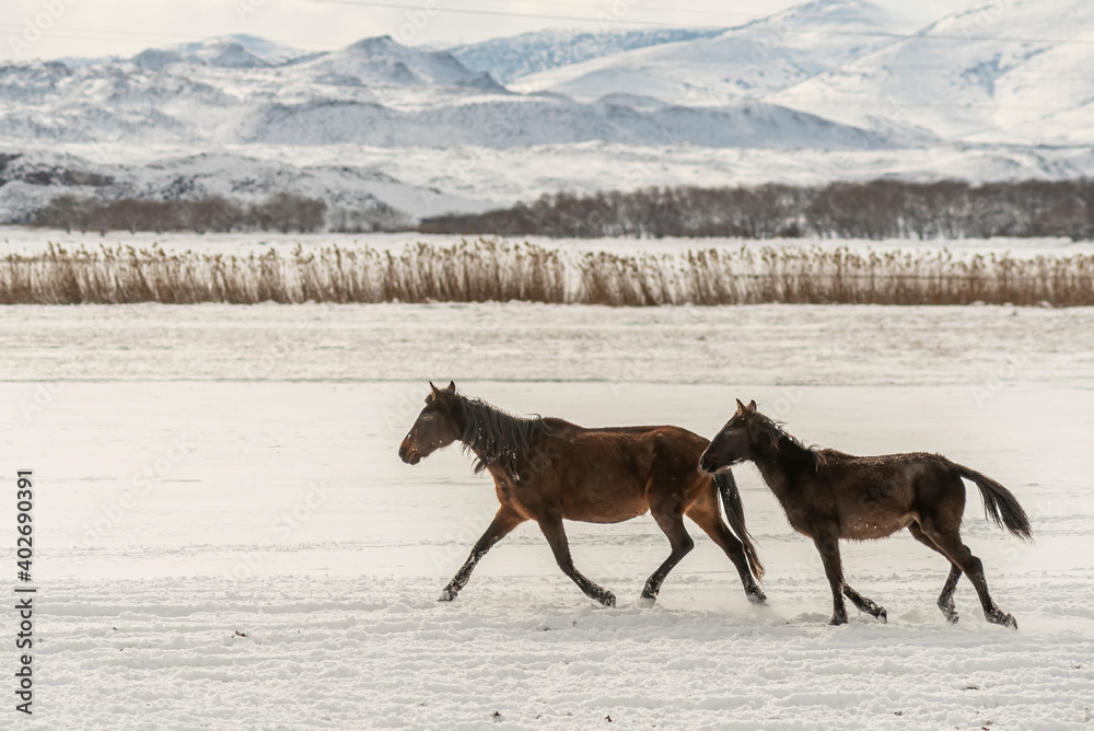 Many horses run in winter snow field with cowboy and dogs Many horses run in winter snow field with cowboy and dogs