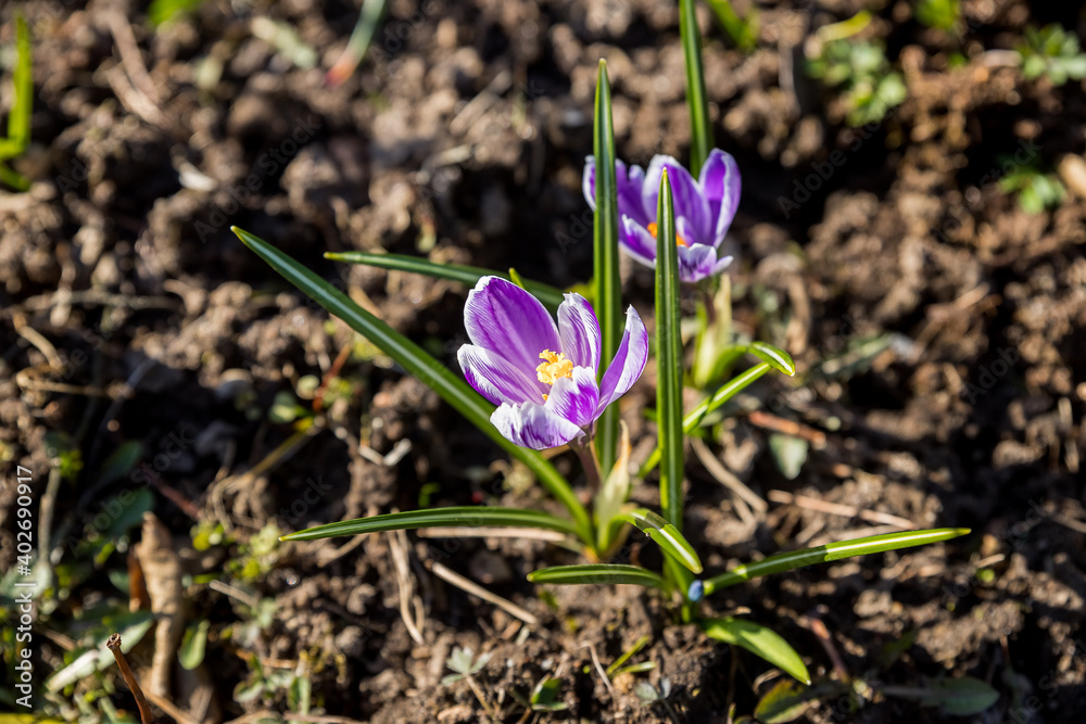 Bright, delicate spring purple crocuses in the garden on an early sunny morning. Awakening of plants in nature after winter. Forest botanical crocuses wild flowers.Flower bed with crocuses Bright, delicate spring purple crocuses in the garden on an early sunny morning. Awakening of plants in nature after winter. Forest botanical crocuses wild flowers.Flower bed with crocuses
