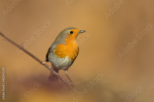 Robin 2021-01