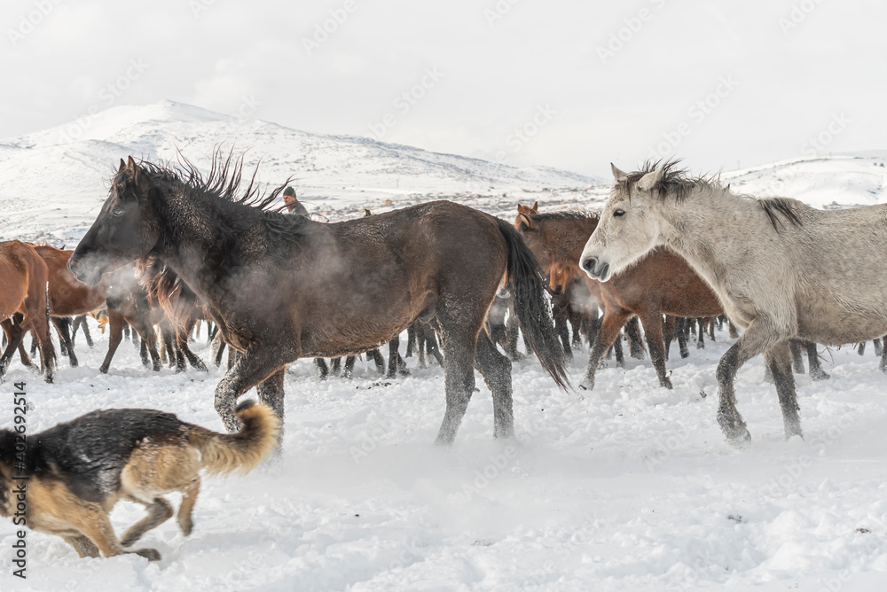 Many horses run in winter snow field with cowboy and dogs Many horses run in winter snow field with cowboy and dogs