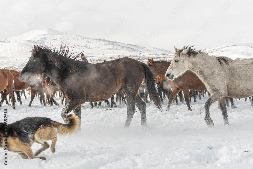 Many horses run in winter snow field with cowboy and dogs