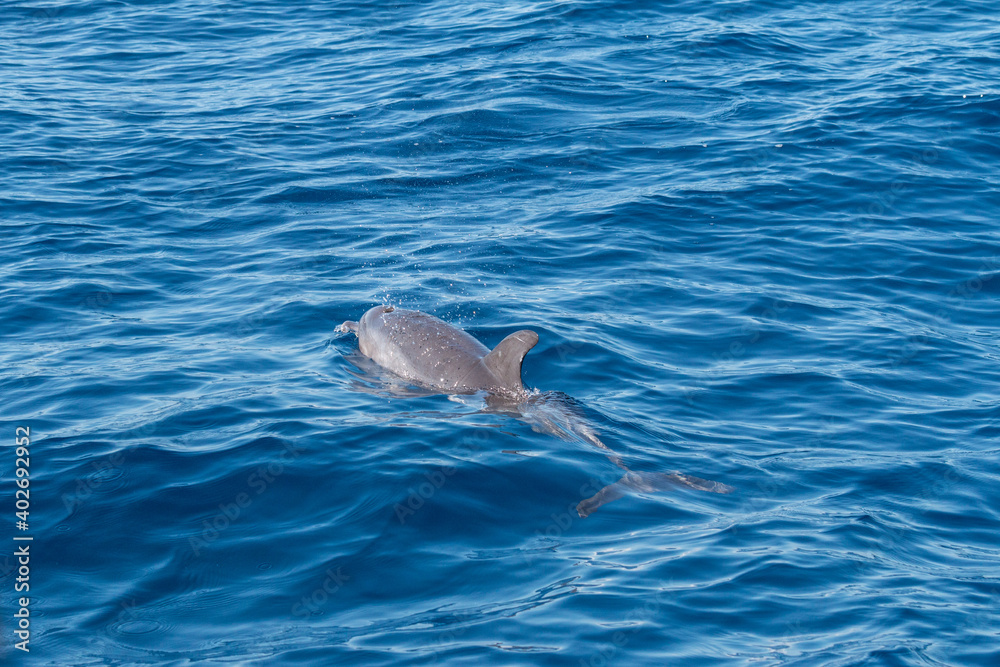 Obraz premium Delphine im Meer