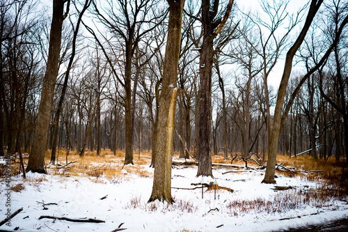 forest in winter and snow