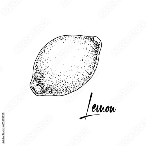 Hand drawn whole lemon isolated on white background. Vector illustration in sketch style. Immunity booster plant