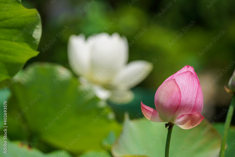 寺院の庭に咲く蓮の花