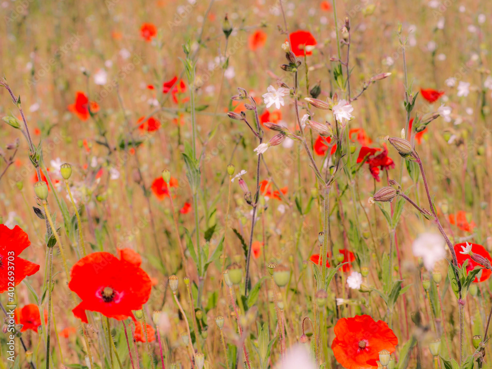 Obraz premium Composition florale