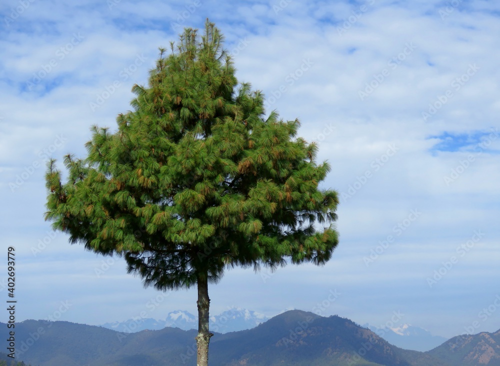 Pine tree against the blue sky, Pine tree in the mountains Pine tree against the blue sky, Pine tree in the mountains