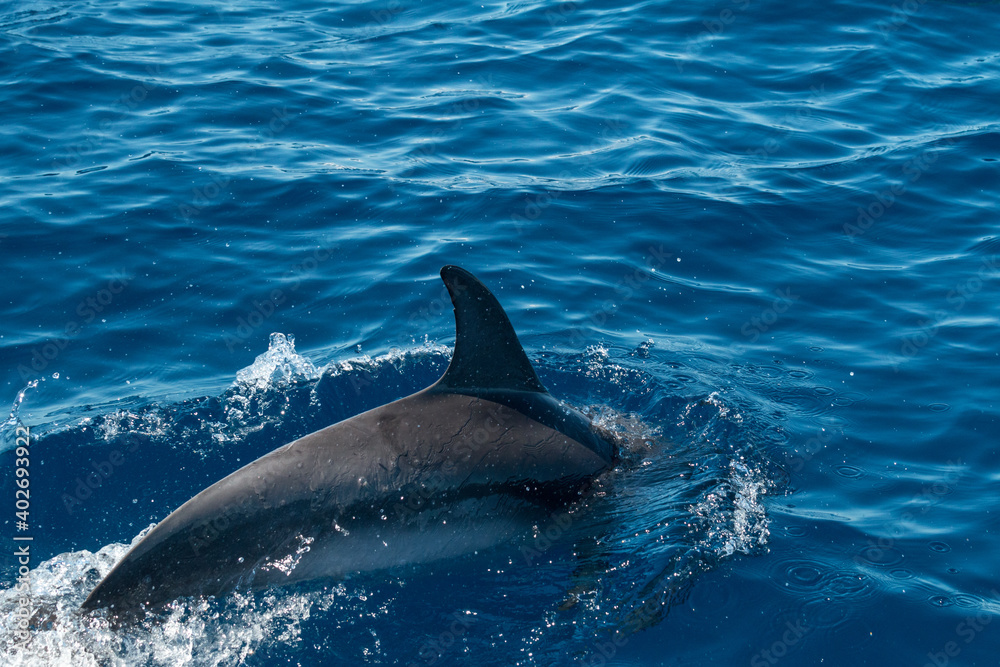 Obraz premium Delphin