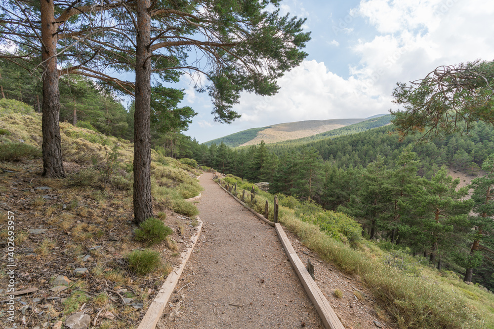 path through a pine forest in Sierra Nevada path through a pine forest in Sierra Nevada