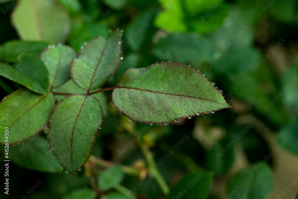 Blackberry point or tip with some drop of dew on it Blackberry point or tip with some drop of dew on it