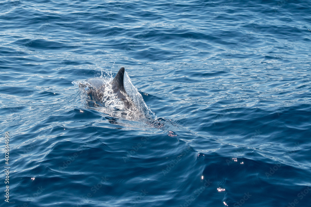 Obraz premium Delphin