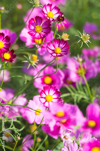 Pink cosmos flower blooming beautiful vivid natural summer in the garden soft blur for background.