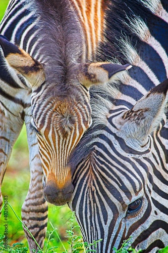 Zebra mom and baby