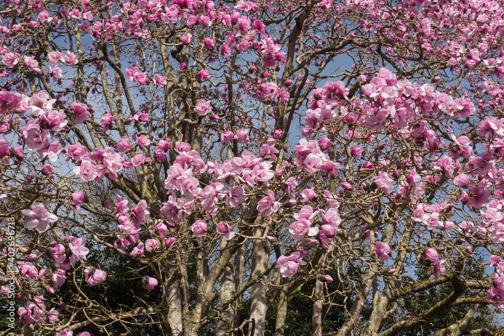 Bright Pink Spring Flowers on a Deciduous Magnolia Tree (Magnolia 'Caerhays Belle')  Growing in a Woodland Garden in Rural Cornwall, England, UK