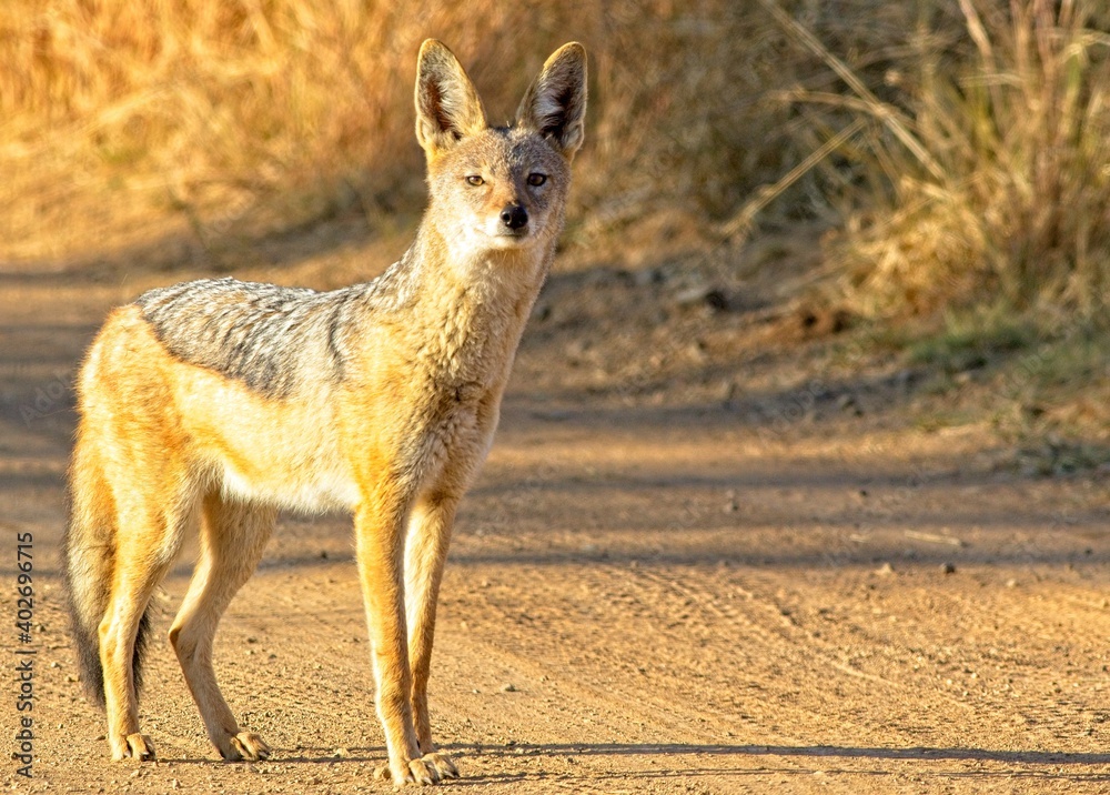 Obraz premium young jackal in the wild