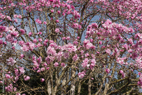 Bright Pink Spring Flowers on a Deciduous Magnolia Tree  Magnolia  Caerhays Belle    Growing in a Woodland Garden in Rural Cornwall  England  UK