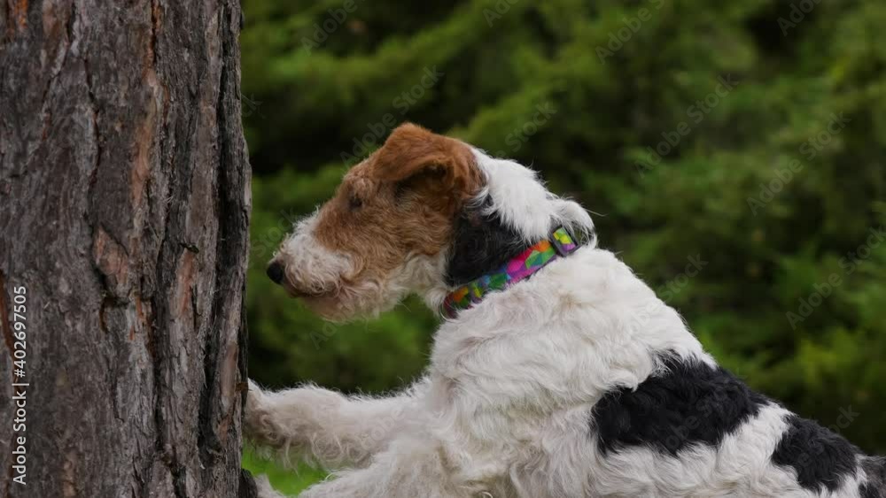 Profile portrait of a fox terrier that rests its forepaws on a tree trunk in a park. The dog opening and closing his mouth, then begins to gnaw the bark of a tree. Slow motion shooting. Close up. Profile portrait of a fox terrier that rests its forepaws on a tree trunk in a park. The dog opening and closing his mouth, then begins to gnaw the bark of a tree. Slow motion shooting. Close up.