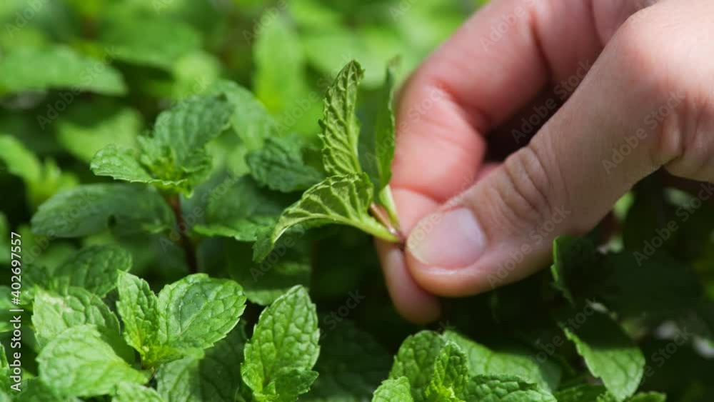 close up view Planting and picking peppermint at backyard so fresh and green. close up view Planting and picking peppermint at backyard so fresh and green.