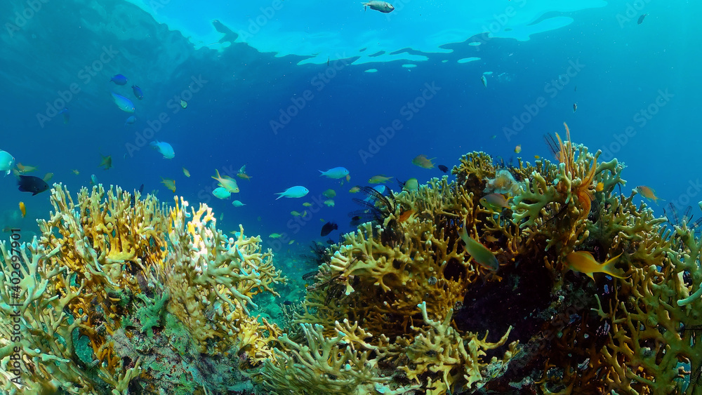 Naklejka premium Tropical Blue Water Colorful Fishes. Tropical underwater sea fish. Philippines.