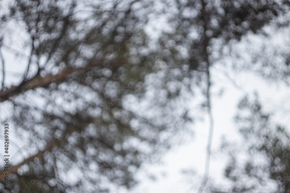 blurred forest for background