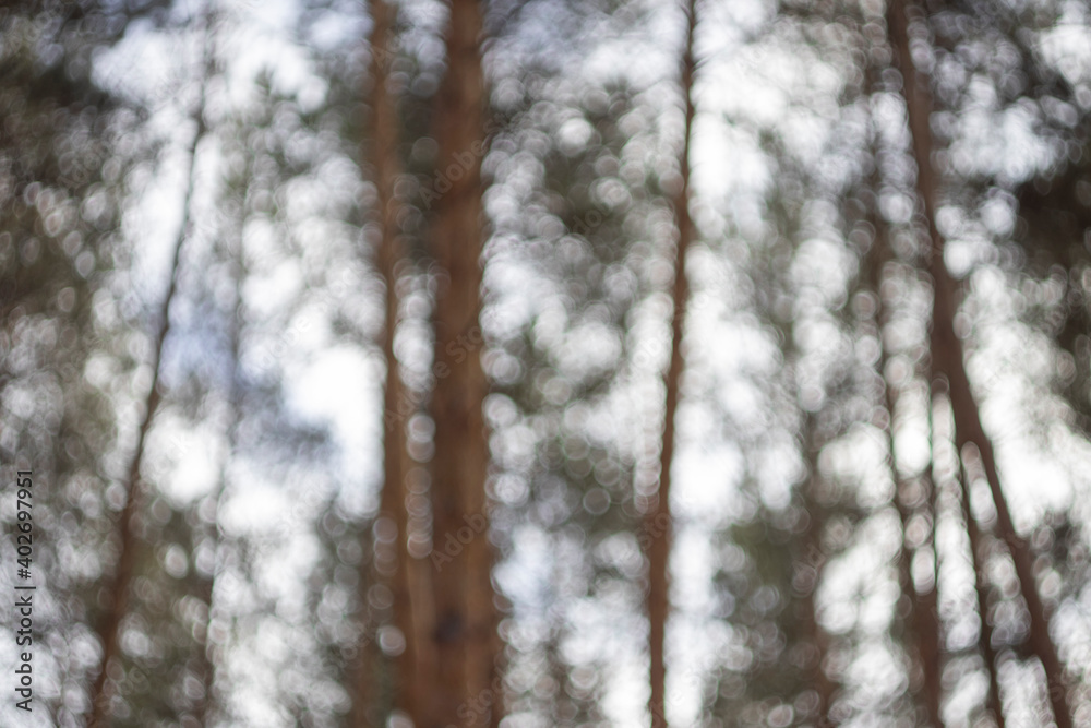 blurred forest for background blurred forest for background