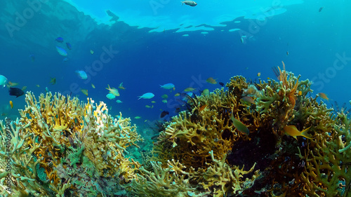 Fototapeta Naklejka Na Ścianę i Meble -  Tropical Blue Water Colorful Fishes. Tropical underwater sea fish. Philippines.