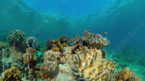 Beautiful underwater landscape with tropical fish and corals. Hard and soft corals, underwater landscape. Travel vacation concept. Philippines.