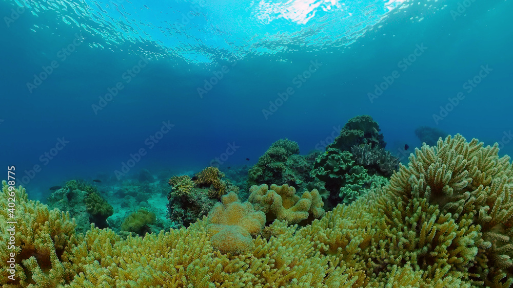 Fototapeta premium Sealife, Diving near a coral reef. Beautiful colorful tropical fish on the lively coral reefs underwater. Philippines.