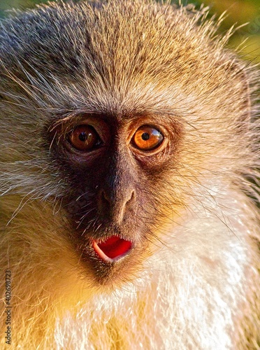 Photography close up of a monkey