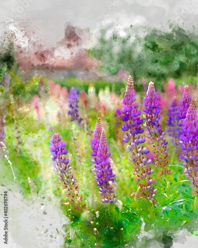 Digital watercolor painting of Gorgeous Summer meadow of vibrant lupin flowers in English countryside garden using selective focus technique