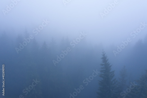 Coniferous forest in the mountains in the fog.