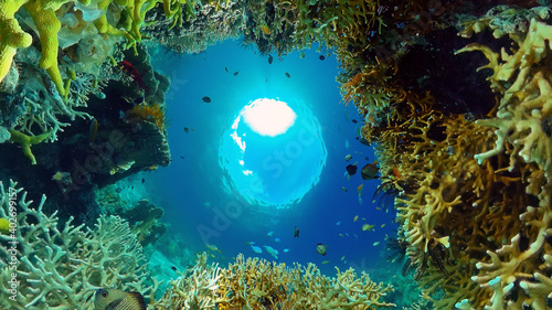 Underwater Colorful Tropical Fishes. Tropical underwater sea fishes. Philippines.