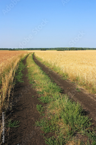 Dirt road in a field of rye
