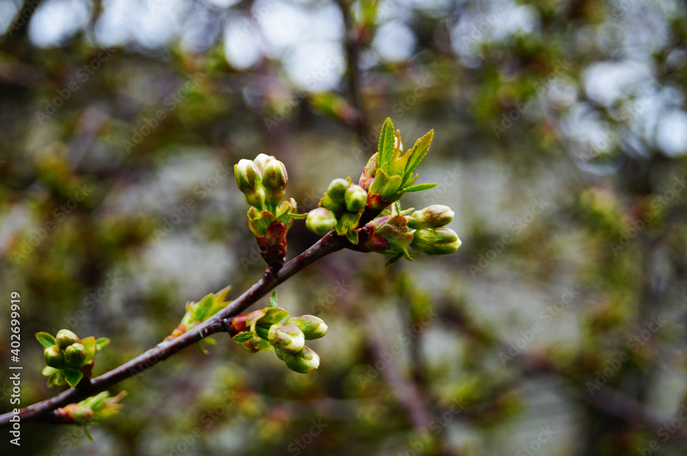Cherry and cherry flowers with white petals on a branch with green leaves on a sunny spring day Cherry and cherry flowers with white petals on a branch with green leaves on a sunny spring day