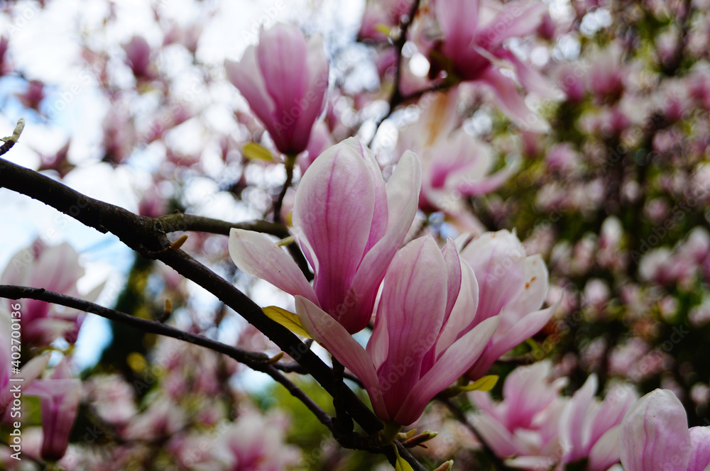 Fototapeta premium Magnolia with large flowers with delicate pink and white petals on a branch with green leaves in the garden and in the park on a spring day