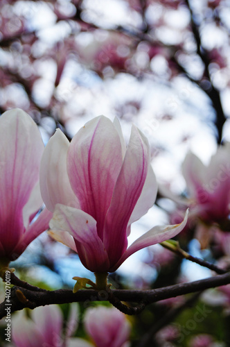 Magnolia with large flowers with delicate pink and white petals on a branch with green leaves in the garden and in the park on a spring day