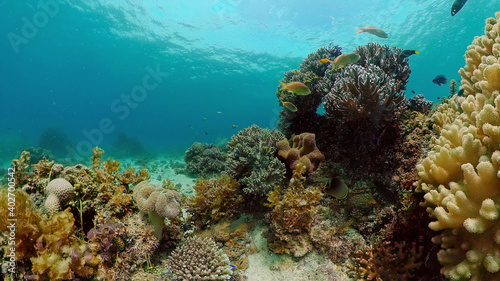 Underwater Scene Coral Reef. Tropical underwater sea fishes. Philippines. © Alex Traveler