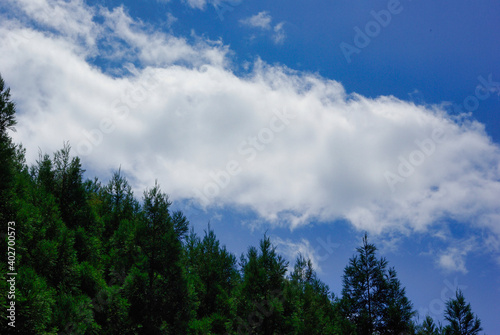 森と青空（Forest and blue sky）