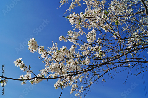 Cherry and cherry flowers with white petals on a branch with green leaves on a sunny spring day
