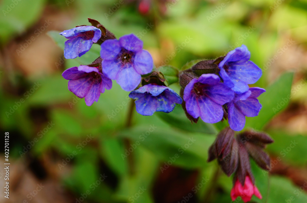 Lungwort flowers with delicate blue, purple and pink petals on a stem with green leaves on a spring day