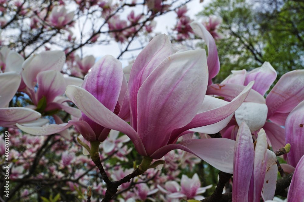 Obraz premium Magnolia with large flowers with delicate pink and white petals on a branch with green leaves in the garden and in the park on a spring day
