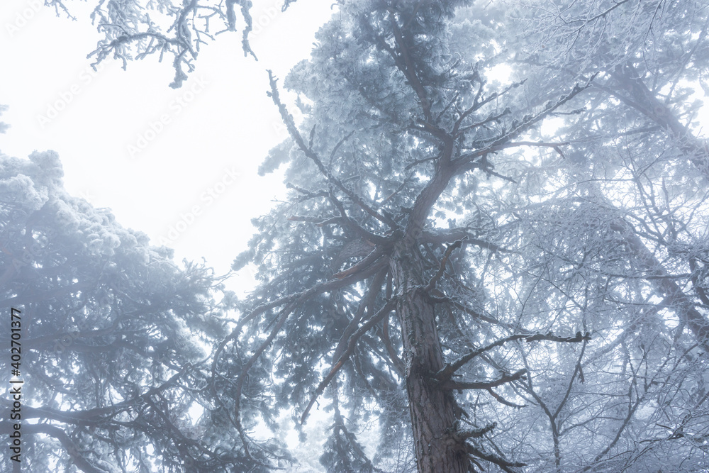 Snow-covered pine trees against the sky. Snow on spruce needles. Snow falls from above. Concept of the arrival of winter. Winter natural panoramic background. Elements of the winter forest. Snow-covered pine trees against the sky. Snow on spruce needles. Snow falls from above. Concept of the arrival of winter. Winter natural panoramic background. Elements of the winter forest.