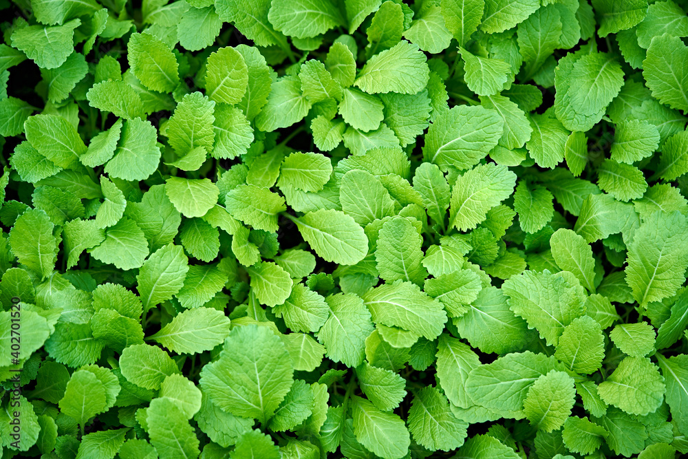 beautiful green mint leaves texture background